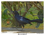 20150224 DR 172 Great-tailed Grackle.jpg