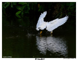 20150224 DR 1641 Snowy Egret4.jpg