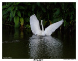 20150224 DR 1644 Snowy Egret 1r1.jpg