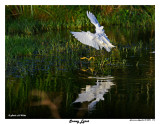 20150224 DR 1176 SERIES - Snowy Egret.jpg