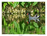 20150224 DR 1452 Common Moorhen.jpg