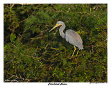 20150224 DR 1108 Tricolored Heron.jpg