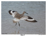 20150224 DR 722 Willet.jpg