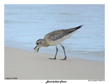 20150224 DR 593 Black-bellied Plover.jpg