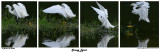 20150225 DR 258, 259, 260, 261 SERIES - Snowy Egret.jpg