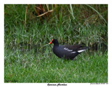 20150224 DR 1680 Common Moorhen.jpg