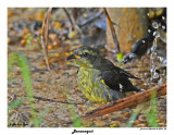 20150224 DR 653 Bananaquit.jpg