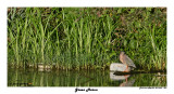 20150224 DR 1209 Green Heron.jpg