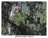 20150319 - 2 163 Barred Owl and Lunch a Chipmunk.jpg