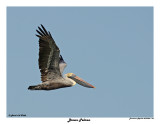 20150224 DR 105 Brown Pelican.jpg