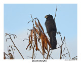 20150224 DR 286 Smooth-billed Ani.jpg