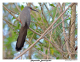 20150224 DR 701 Hispaniolan Lizard Cuckoo.jpg
