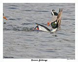 20150320 029 Common Goldeneye.jpg