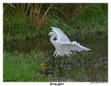 20150224 DR 1665 Snowy Egret.jpg