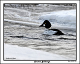 20150320 085 Common Goldeneye.jpg