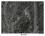 20150320 146 SERIES - Barred Owl.jpg
