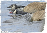 20130330 110 Canada Geese.jpg