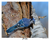 20141229 579 Blue Jay.jpg