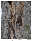 20150406 155 Eastern Screech Owl.jpg