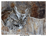 20150406 159 Eastern Screech Owl.jpg