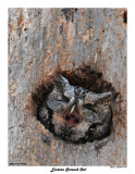 20150414 091 Eastern Screech Owl2.jpg