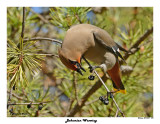 20150417 092 SERIES - Bohemian Waxwing.jpg