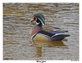 20150409 290 Wood Ducks.jpg