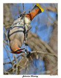 20150417 178 Bohemian Waxwing.jpg