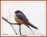 20150424 108 Barn Swallow 1r1.jpg