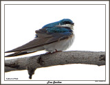 20150424 047 Tree Swallow.jpg