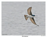 20150424 213 SERIES - Tree Swallow.jpg