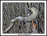 20150429 165 Black-crowned Night Heron.jpg