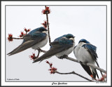 20150424 004 Tree Swallows.jpg