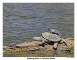 20150430 317 SERIES - Snapping Turtle and Painted Turtles.jpg