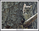 20150508 307 Eastern Screech Owl.jpg