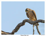 20150505 258 Peregrine Falcon (juv).jpg
