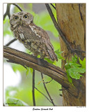 20150511 814 802 Eastern Screech Owl.jpg