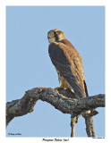 20150505 167 Peregrine Falcon( juv).jpg