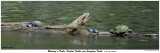 20150513 234 237 239 240 Blanding’s Turtle Painted Turtles and Snapping Turtle x.jpg