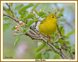 201250515 527 Yellow Warbler.jpg