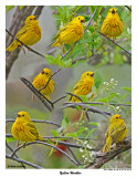 20150515 024 - 142 Yellow Warbler.jpg