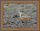 20150527 248 Marbled Godwit2.jpg