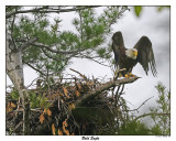 20150521 096 Bald Eagle.jpg