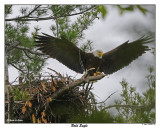 20150521 095 Bald Eagle1r1.jpg