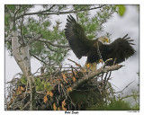20150521 094 Bald Eagle rawc2.jpg