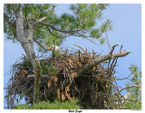 20150523 010 Bald Eagle.jpg