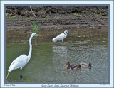 20150608 - 1 173, 016 Great Egret Little Egret and Mallards 1r1.jpg