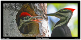 20150611 067 Pileated Woodpeckers.jpg