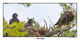 20150614 - 2 032 Bald Eagles.jpg
