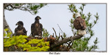 20150614 - 2 048 SERIES - Bald Eagles.jpg